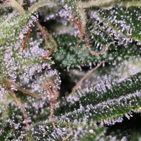 Bonsai Surprised moon, amnesia lemon  growlog timeline photo