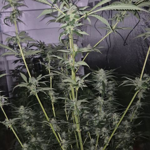7 Punchi PURPLE PUNCH (photo) growlog timeline photo