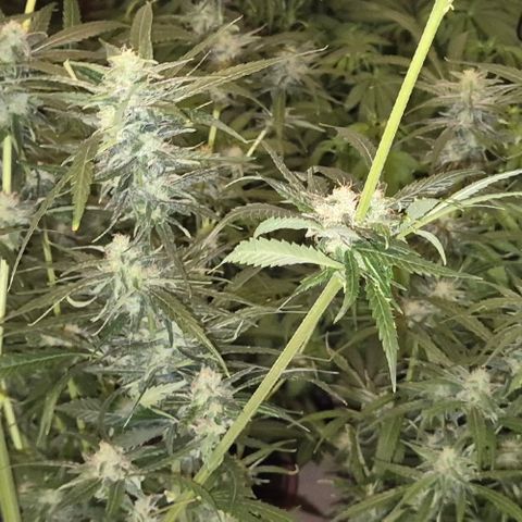 Puple punch  6 growlog timeline photo