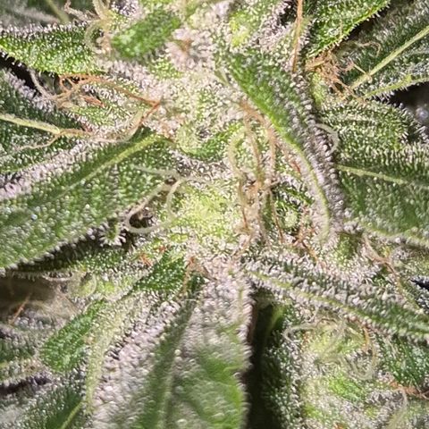 Puple punch  6 growlog timeline photo