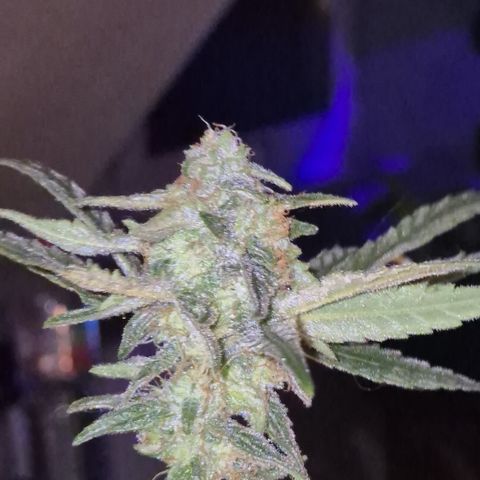 Strawberry Marshmallow growlog timeline photo
