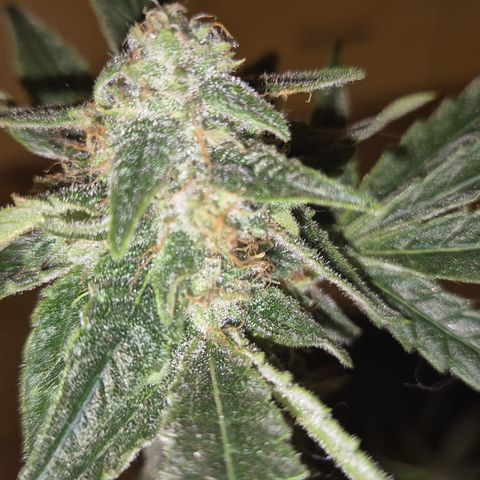 Strawberry Marshmallow growlog timeline photo