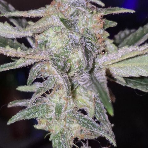 Strawberry Marshmallow growlog timeline photo