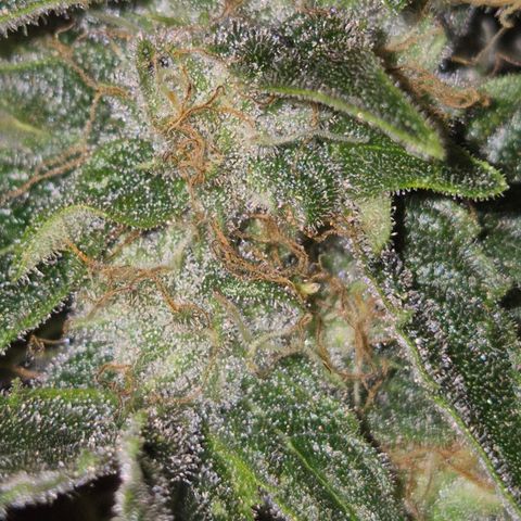 Strawberry Marshmallow growlog timeline photo