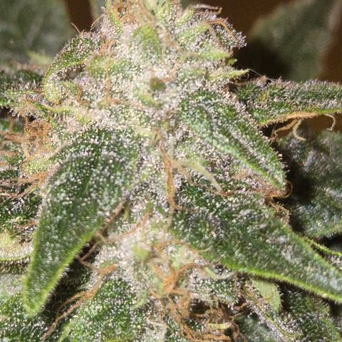 Strawberry Marshmallow growlog timeline photo