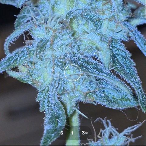 Strawberry Marshmallow growlog timeline photo