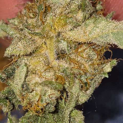 Strawberry Marshmallow growlog photo: 🥰🥳👌 mega lecker! Kann ich nur empfehlen!
