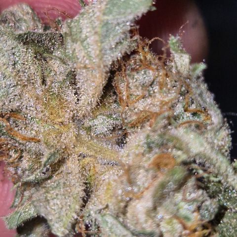Strawberry Marshmallow growlog photo: 🥰🥳👌 mega lecker! Kann ich nur empfehlen!