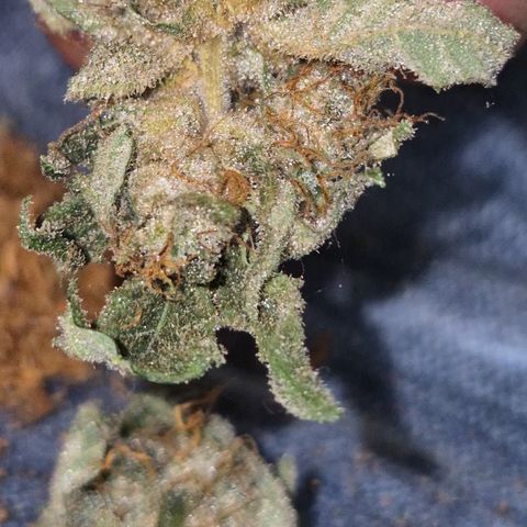 Strawberry Marshmallow growlog photo: 🥰🥳👌 mega lecker! Kann ich nur empfehlen!