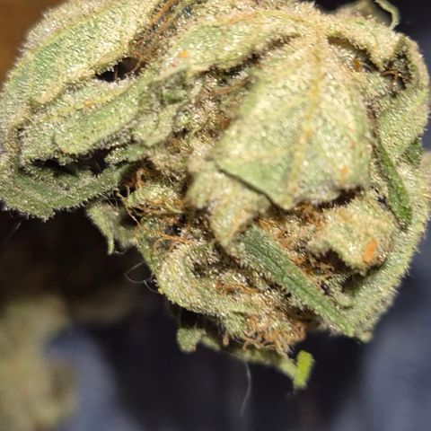 Strawberry Marshmallow growlog photo: 🥰🥳👌 mega lecker! Kann ich nur empfehlen!