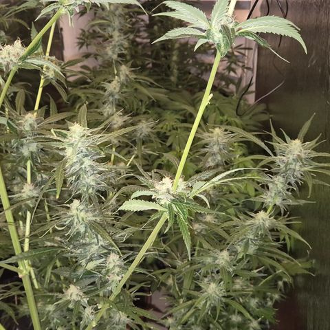 7 Punchi PURPLE PUNCH (photo) growlog timeline photo
