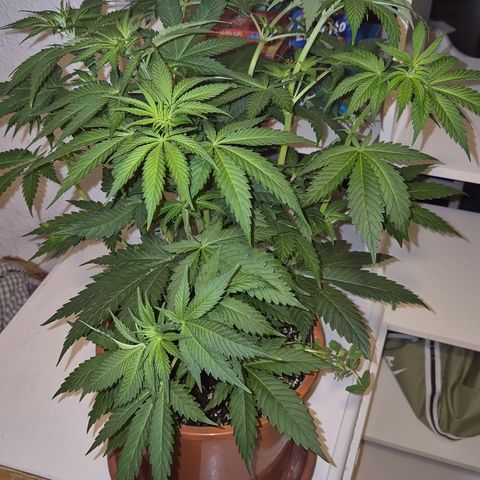 DieAnnas  #2 amnesia lemon/ungedämmter Dachboden growlog timeline photo