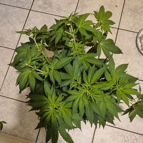 DieAnnas  #2 amnesia lemon/ungedämmter Dachboden growlog timeline photo