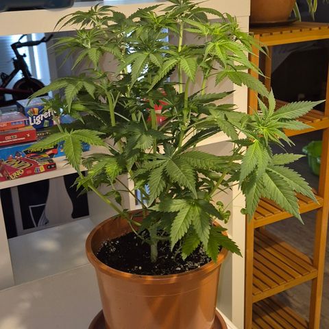 DieAnnas  #2 amnesia lemon/ungedämmter Dachboden growlog timeline photo
