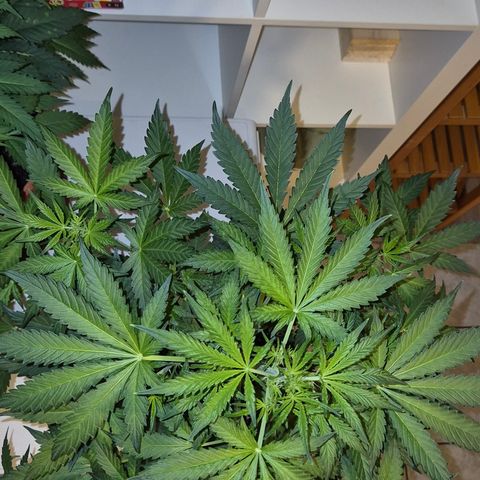 Runtzi Auto ♥️ Barney's Farm  growlog timeline photo