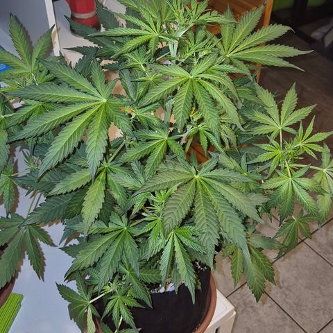 Runtzi Auto ♥️ Barney's Farm  growlog timeline photo