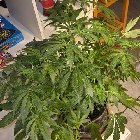 Runtzi Auto ♥️ Barney's Farm  growlog timeline photo