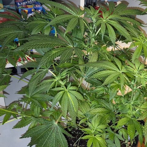 Runtzi Auto ♥️ Barney's Farm  growlog timeline photo
