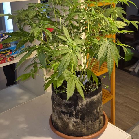 Runtzi Auto ♥️ Barney's Farm  growlog timeline photo