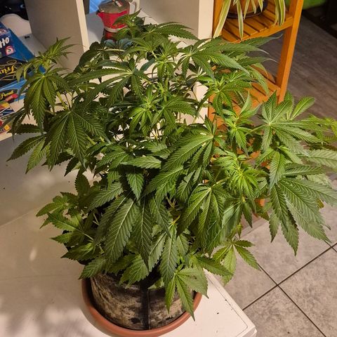 Kushi 😶‍🌫️(rest n. Teilernte/ critical kush, 9.1.24 🎁, Kümmerling) growlog timeline photo