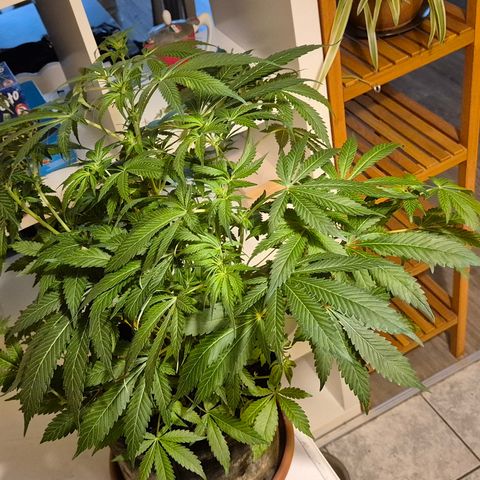Kushi 😶‍🌫️(rest n. Teilernte/ critical kush, 9.1.24 🎁, Kümmerling) growlog timeline photo