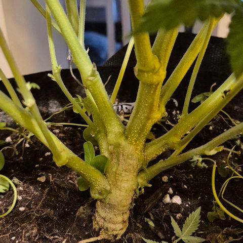 Kushi 😶‍🌫️(rest n. Teilernte/ critical kush, 9.1.24 🎁, Kümmerling) growlog timeline photo