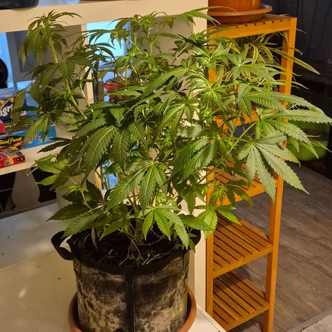 Kushi 😶‍🌫️(rest n. Teilernte/ critical kush, 9.1.24 🎁, Kümmerling) growlog timeline photo