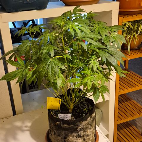 Kushi 😶‍🌫️(rest n. Teilernte/ critical kush, 9.1.24 🎁, Kümmerling) growlog timeline photo