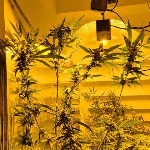 7 Punchi PURPLE PUNCH (photo) growlog timeline photo