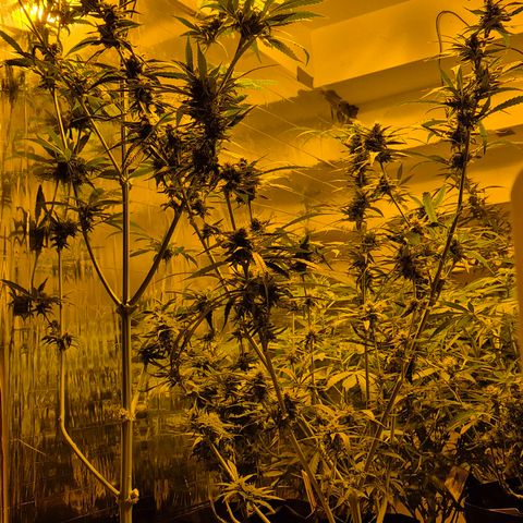 Puple punch  6 growlog timeline photo