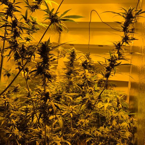 Puple punch  6 growlog timeline photo
