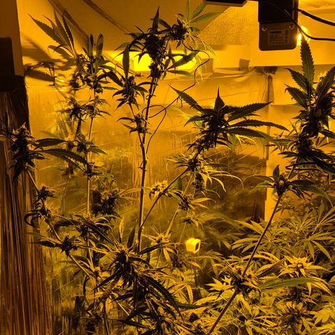 7 Punchi PURPLE PUNCH (photo) growlog timeline photo
