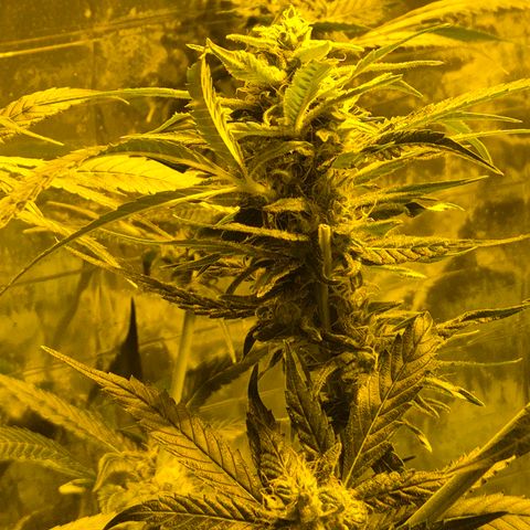 Puple punch  6 growlog timeline photo