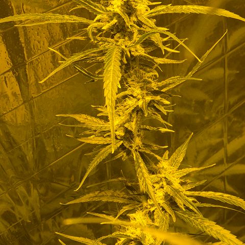 Puple punch  6 growlog timeline photo