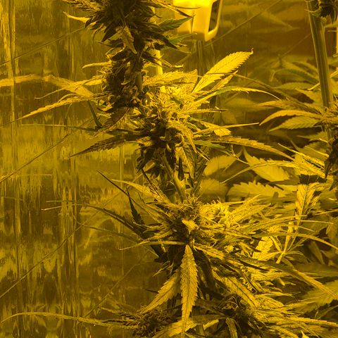 Puple punch  6 growlog timeline photo
