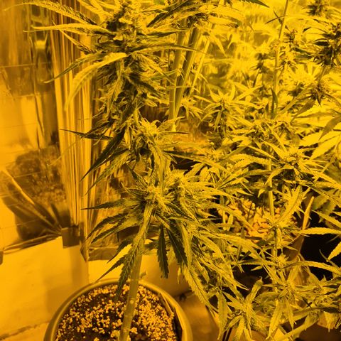 Puple punch  6 growlog timeline photo