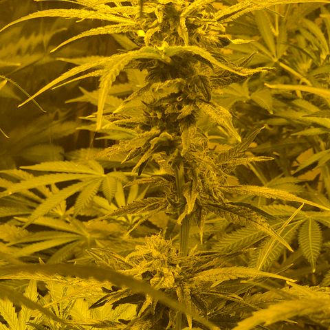 Puple punch  6 growlog timeline photo
