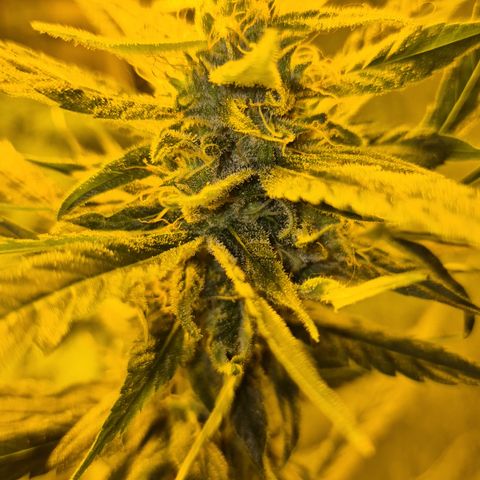 Puple punch  6 growlog timeline photo