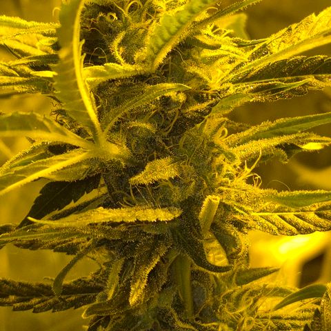Puple punch  6 growlog timeline photo