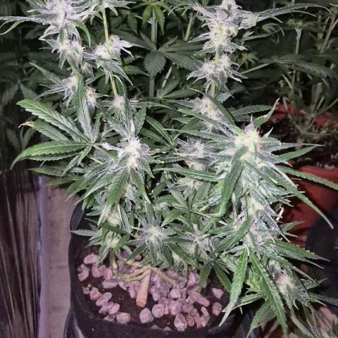 Bonsai Surprised moon, amnesia lemon  growlog timeline photo