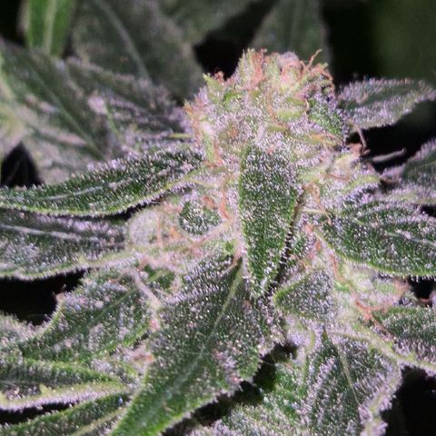 Bonsai Surprised moon, amnesia lemon  growlog timeline photo