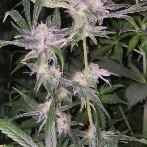 Bonsai Surprised moon, amnesia lemon  growlog timeline photo