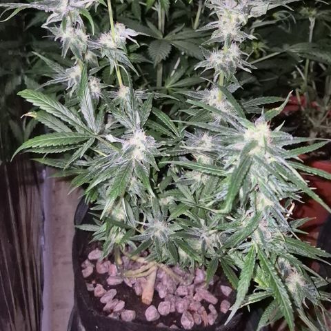Bonsai Surprised moon, amnesia lemon  growlog timeline photo