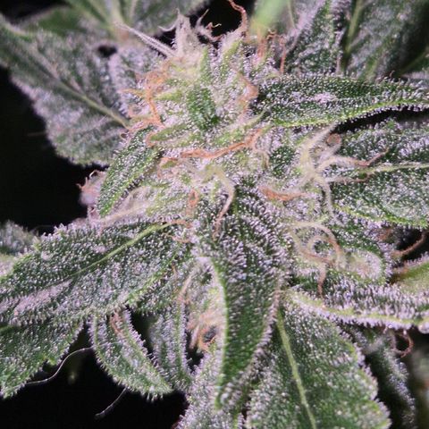 Bonsai Surprised moon, amnesia lemon  growlog timeline photo