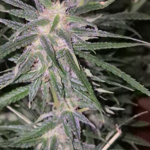 Bonsai Surprised moon, amnesia lemon  growlog timeline photo