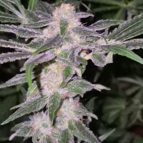 Bonsai Surprised moon, amnesia lemon  growlog timeline photo