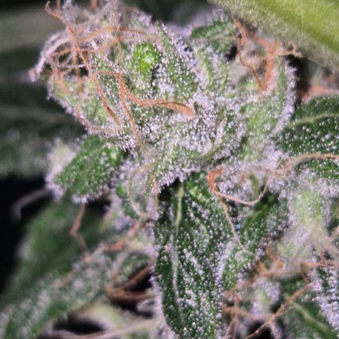 Bonsai Surprised moon, amnesia lemon  growlog timeline photo