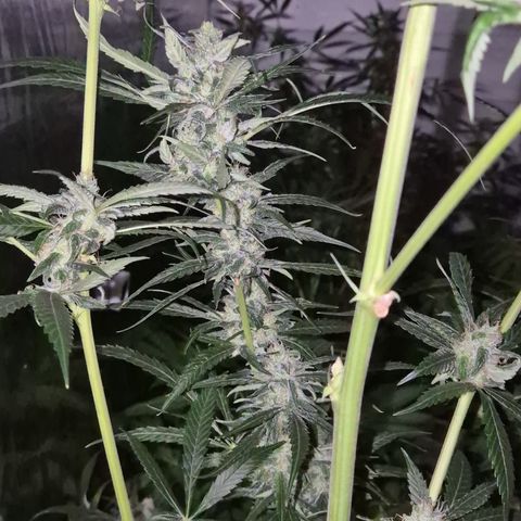 Puple punch  6 growlog photo: 🤩👌 Es duftet so lecker 🥰