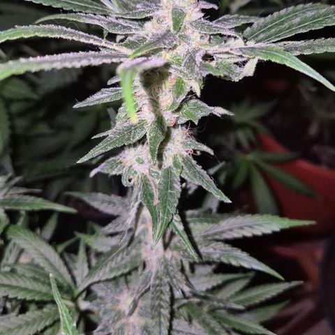 Puple punch  6 growlog photo: 🤩👌 Es duftet so lecker 🥰