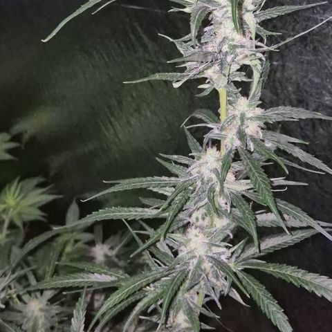 Puple punch  6 growlog photo: 🤩👌 Es duftet so lecker 🥰
